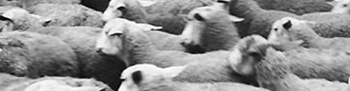 moutons