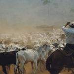 Élevage de bétail en Amazonie