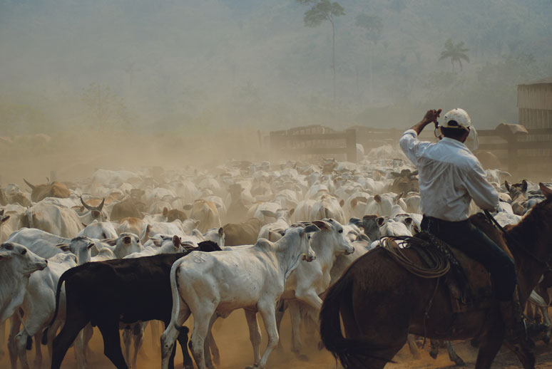 Élevage de bétail en Amazonie