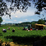 La récolte des fraises dans un champ en Allemagne