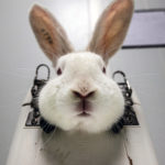 Un lapin dans un laboratoire d'expérimentation animale