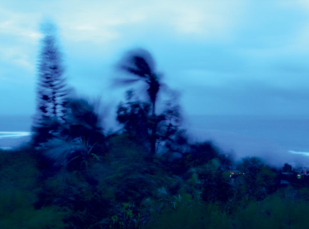Des palmiers secoués par un cyclone