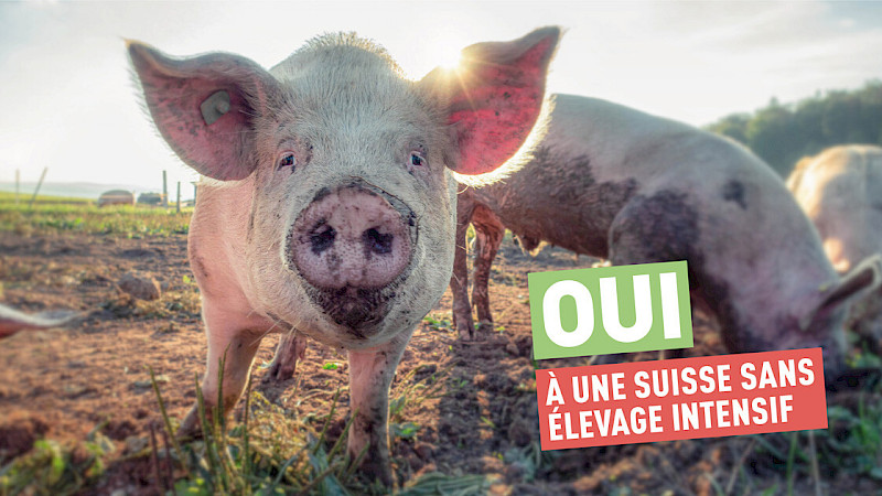 Affiche de l'initiative contre l'élevage intensif - oui le 25 septembre ! 
