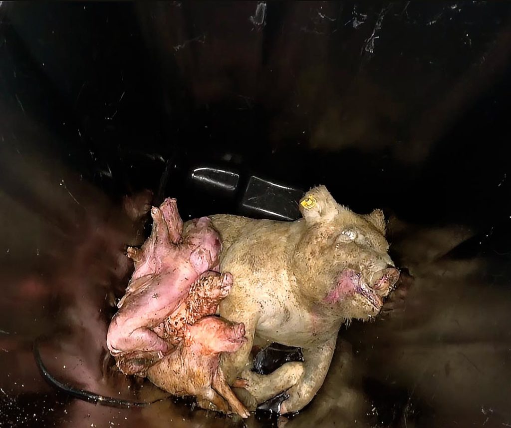 Cochons morts dans une poubelle