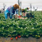 Des travailleuses récoltent des fraises en Espagne