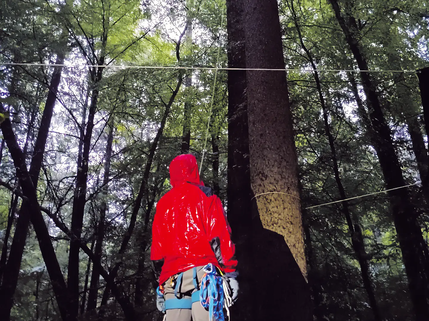 Un activiste climatique dans une forêt
