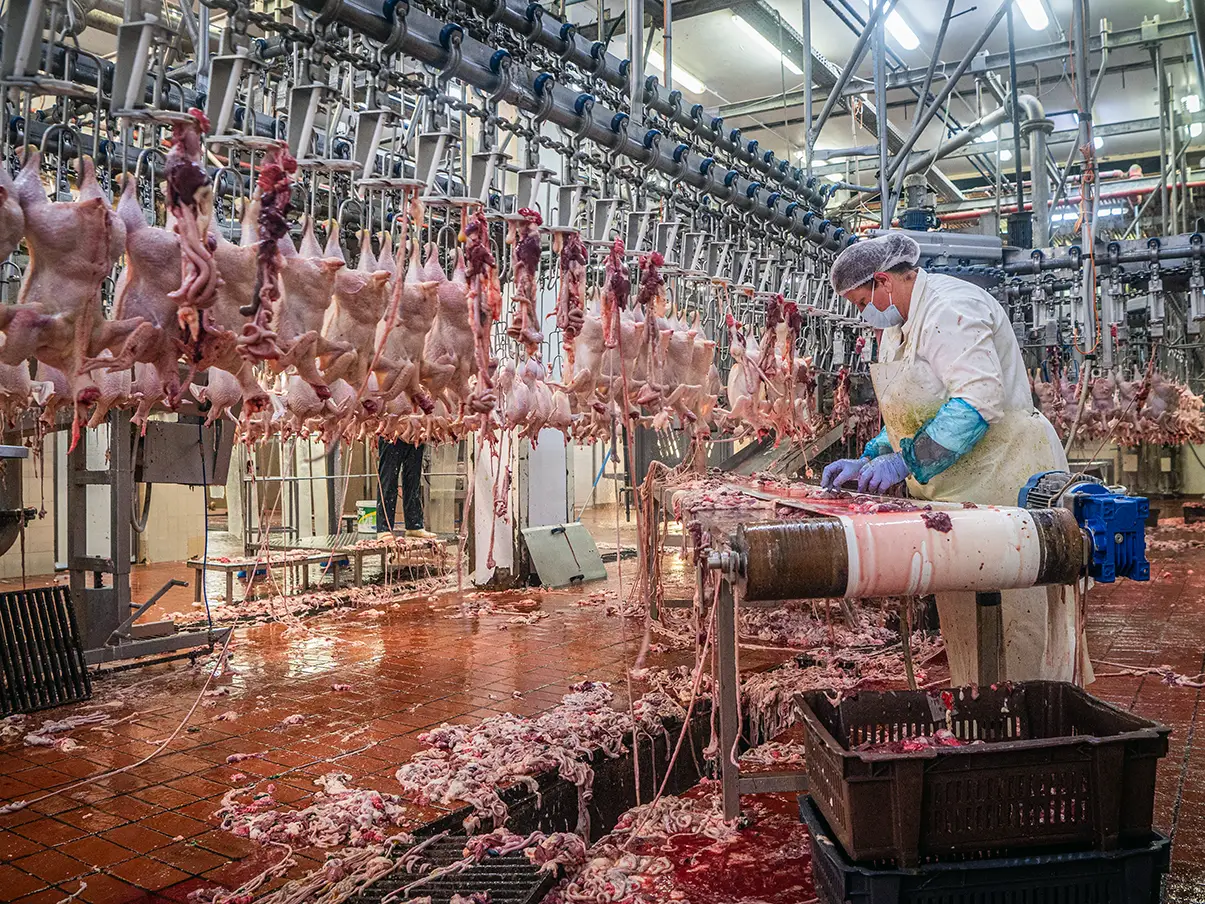 Une ouvrière dans une usine de poulets