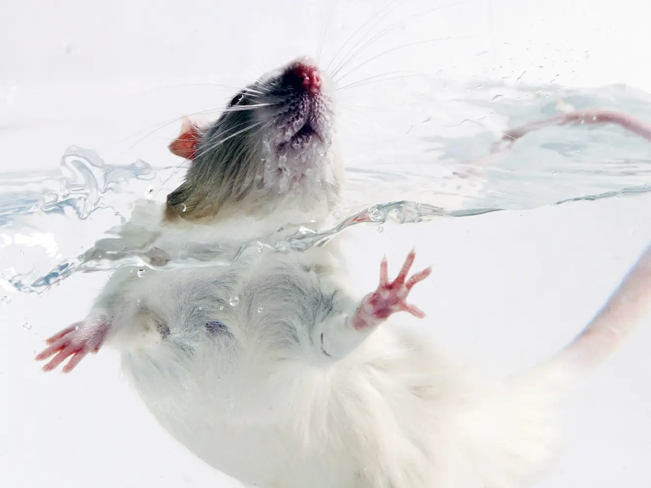 Un rat subissant le test de nage forcée