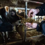 Des vaches nourries au fourrage