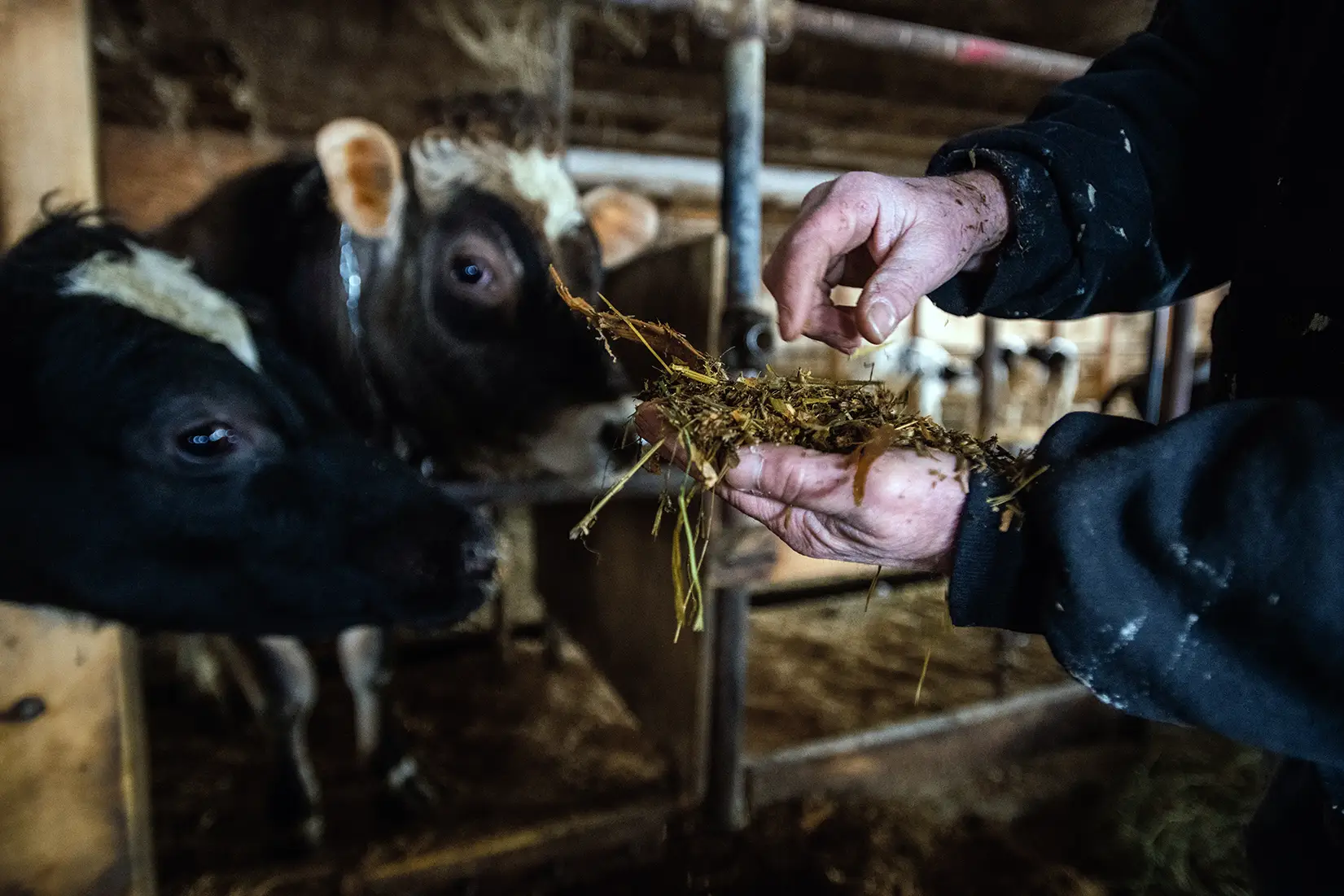 Des vaches nourries au fourrage